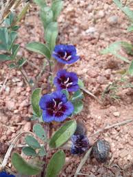 Image result for Aptosimum procumbens