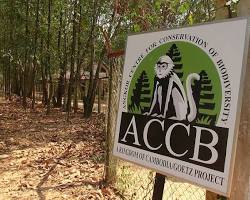 A rare bird being cared for at ACCB.