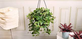Image result for Peperomia molleri
