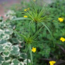 Image result for Cyperus tenax