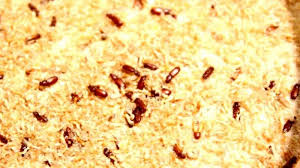 Resep nastar 1 kg lembuut. Meski Sudah Diulati Atau Berkutu Tepung Masih Bisa Dipakai Masak Lho Simak Tips Dari Bogasari Ini Tribun Jatim
