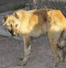 kuduz kopek vatandaslara saldirdi