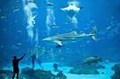Scuba Certification Atlanta Georgia
