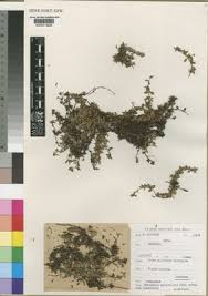 Image result for Batopedina linearifolia