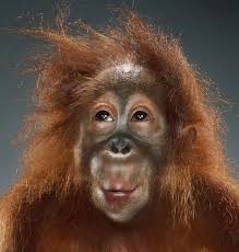 Crazy Monkey Pictures Google Search Monkeys Funny Jill Greenberg Animal Planet