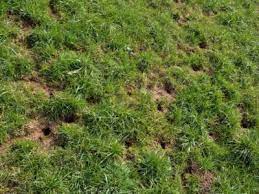 Add a gate to make it easier for you to access your flower garden to weed and maintain it. Small Holes In Yards Tips For Identifying Holes Throughout The Lawn
