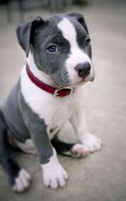 I Love All Dog Breeds 5 Dog Breeds For Single Women Puppies Puppy Sitting Pitbull Puppies