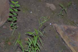 Image result for Oldenlandia affinis