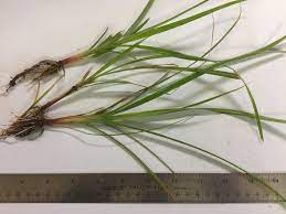 The tubers and rhizomes can grow eight to 14 inches below the soil surface. Yellow Nutsedge K State Turf And Landscape Blog