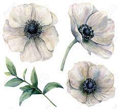 Watercolor White Anemone Set Hand Painted Flowers With Eucalyptus Flower Painting Flower Drawing Anemone Flower