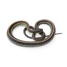 Common garter snakes are found throughout eastern north america from florida to coastal quebec, west to british columbia, south into southern common garter snakes are very widespread, highly adaptable and can survive extreme environmental conditions. Garter Snake Identification Springer Professional Home Services