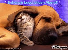 Schonen nachmittag bilder lustig nachmittags grusse grusse guten. Schonen Abend Gif Lustig