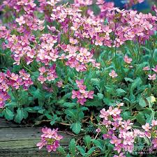 Image result for Arabis