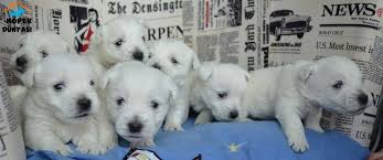 Safkan Irk Garantili West Highland White Terrier Yavrulari Uygun Fiyatlarla Satiliktir Http Www Kopekdunyasi Com West Highland White Terrier Goruntuler Ile Teriyer Kopek