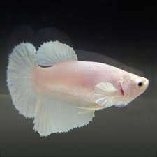 Pin On Betta