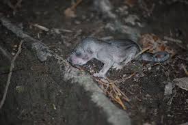 Image result for Glinus hirtus