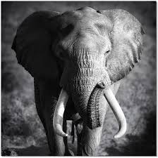 Elephant Power Wall Art Sb 61167 J M Wall Art Elephant Spirit Animal Elephant Photography Elephant Art