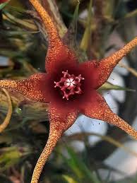 Image result for Orbea caudata