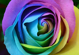 With power flowers™ in 4 primary colors, you can create every color imaginable. How To Make Rainbow Roses Including Black Rainbow Roses