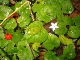 Image result for Geophila repens