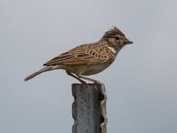 Image result for Monodora minor