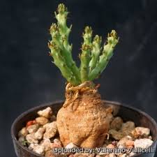 Image result for Euphorbia dedzana