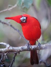 Birds With Red On Their Heads Cardinal Bird With Its Head Tilted Animals Beautiful Pet Birds Beautiful Birds