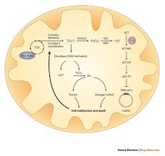 Image result for Nucleoside Reverse Transcriptase Inhibitor