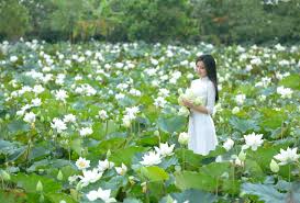 Chụp ảnh sen trắng Tam Hưng