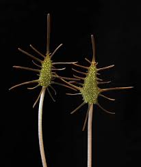 Image result for Dorstenia tayloriana