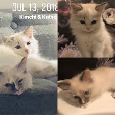 Pin By Mary Thomas Waymire On Katsu Kimchi Cats Animals Kimchi