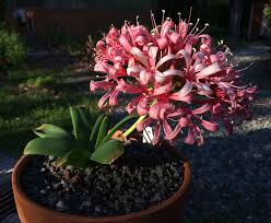 Image result for Ammocharis coranica