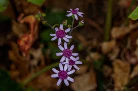Image result for Habenaria papyracea