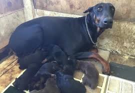 Maybe you would like to learn more about one of these? Doberman Pinscher Puppy For Sale Adoption Rescue For Sale In Temecula California Classified Americanlisted Com