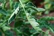 Topsy turvy tomato leaves curling