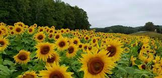 We did not find results for: Fausett Farms Sunflowers