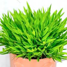 Image result for Pogonatherum paniceum