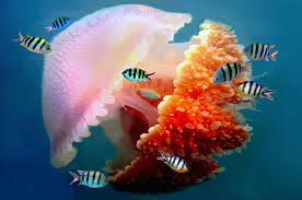 Search top fishing charters in great barrier reef. Great Barrier Reef Australiens Einzigartiges Naturparadies
