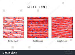 Muscle Tissue Skeletal Muscle Smooth In A Gastrointestinal Tract And Cardiac Muscle In A Heart Types Of Muscle Cel Skeletal Muscle Muscle Tissue Cardiac