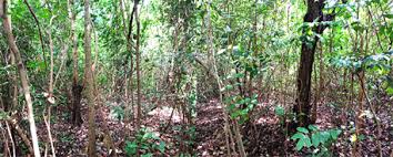 Image result for Andropogon pseudapricus