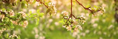 Obituary of George Freeman Cress