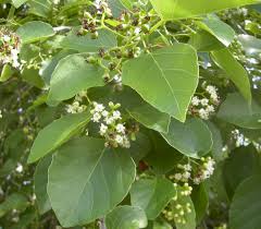 Image result for Cordia dichotoma