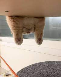 Jokes Joke Animal Hashtags Cats And Kittens Funny Humor Humor Risas Memes Risasinmas Humor Joke Joke In 2020 Cute Baby Animals Cute Animals Cute Cats