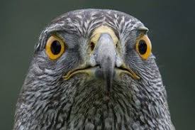 Der Habicht Ein Scheuer Treuer Opportunist Habicht Raubvogel Heimische Vogel