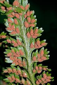 Image result for Asplenium goetzei