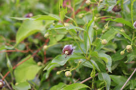 Image result for Periploca linearifolia