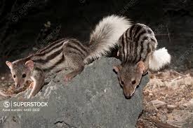 Image result for Monodora grandidieri