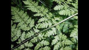 Image result for Abrodictyum rigidum