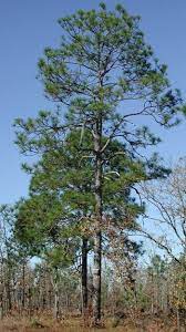 Schoenike, professor of forestry trees, one of the most conspicuous features of the south carolina landscape, have played an important role in the history and the economic development of the palmetto state. Longleaf Pines Pine Southern Pine Forestry