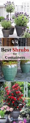 Best flowering shrubs for pots. 44 Best Shrubs For Containers Best Container Gardening Plants Garden Containers Planting Flowers Plants